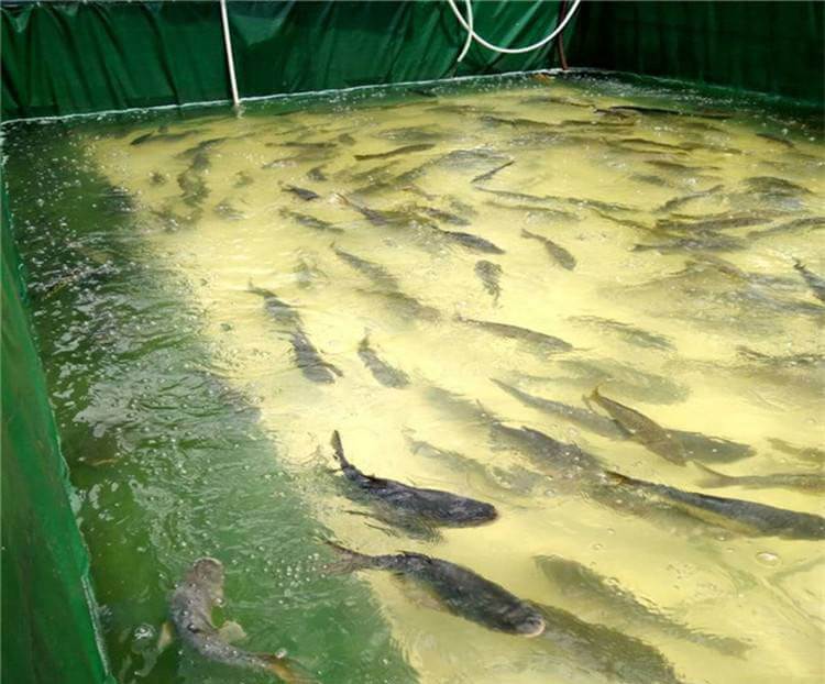 Ozone for aquaculture water